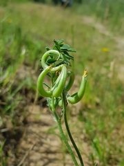Astragalus hamosus