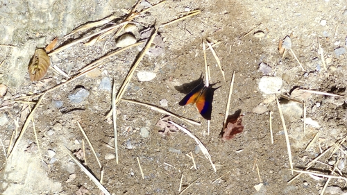 Marpesia furcula