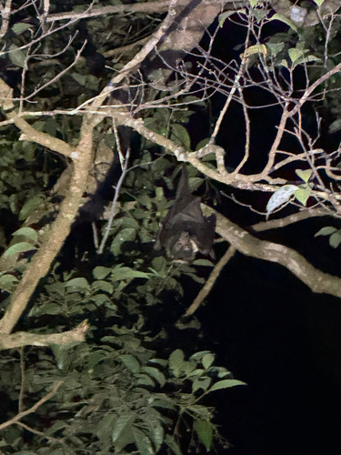 Pteropus conspicillatus observed 2026-10-14