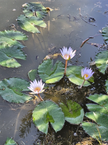 Nenúfar de Sri Lanka