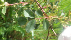 Rosa elliptica
