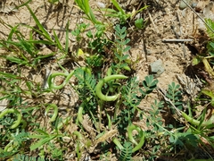 Astragalus hamosus