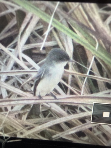 Eastern Phoebe
