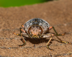 Dicerca tenebrica