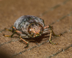 Dicerca tenebrica