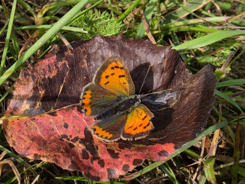 Small Copper