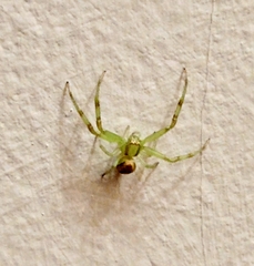 Thomisidae