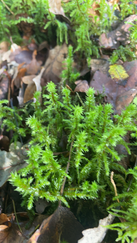 rough goose neck moss