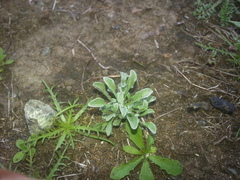 Hesperevax sparsiflora
