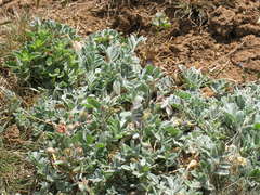 Astragalus rupifragus
