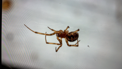 Triangulate Combfoot