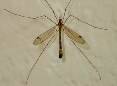 Tipula macrophallus