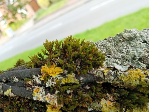 Lewinskya affinis observed 2026-10-14