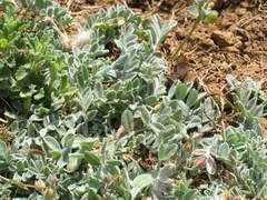 Astragalus rupifragus