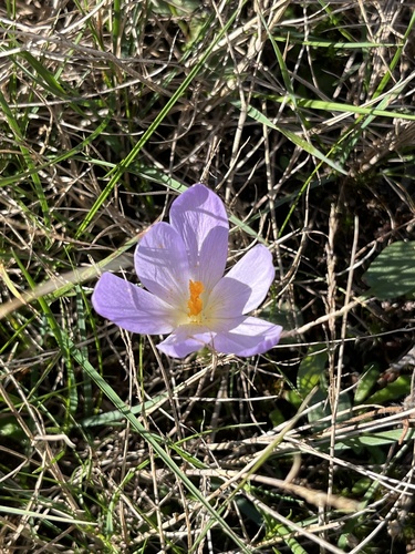 Late Crocus