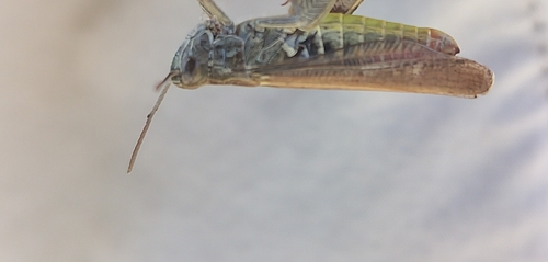 Chorthippus biguttulus, 2026-10-14