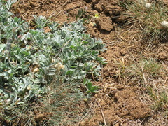 Astragalus rupifragus