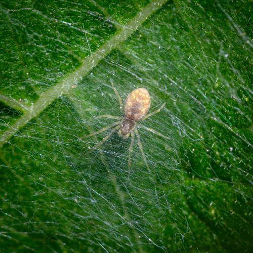 Nigma flavescens