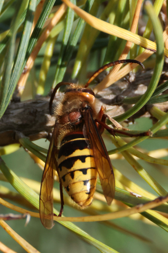 European Hornet