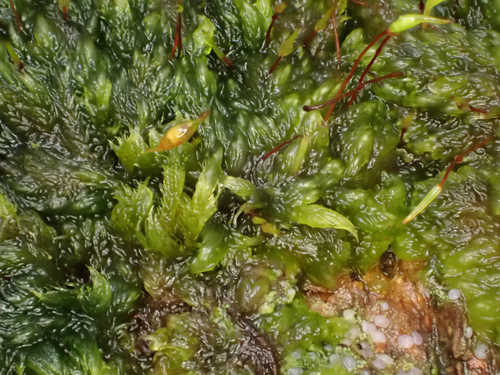 Rhaphidostegium, 2026-10-14