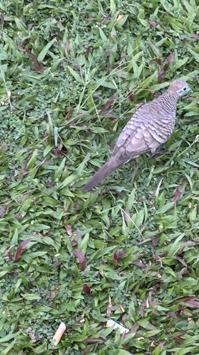 Zebra Dove