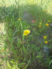 Layia platyglossa