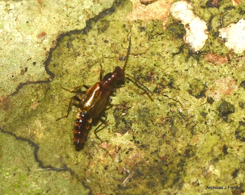 Carphurus observed 2026-10-08