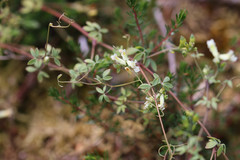 Ceratocapnos claviculata