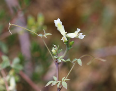 Ceratocapnos claviculata