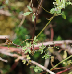 Ceratocapnos claviculata