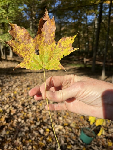 sugar maple