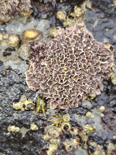 Lithophyllum observed 2026-10-14