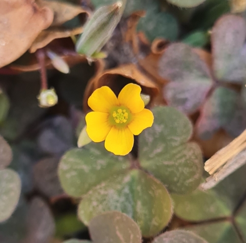 Creeping Woodsorrel