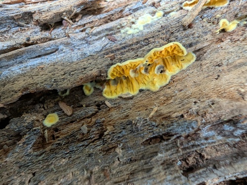 Pseudomerulius aureus observed 2026-10-12