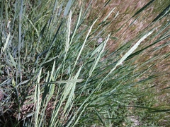 Agropyron desertorum