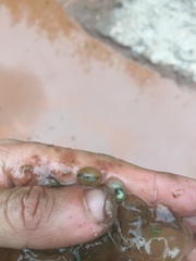 Oophila amblystomatis