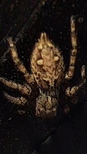 Pantropical Jumping Spider
