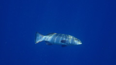 Plectropomus areolatus