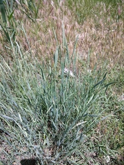Agropyron desertorum
