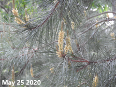 Pinus koraiensis