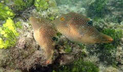 Canthigaster petersii