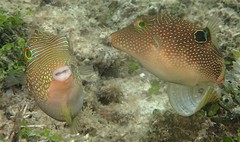 Canthigaster petersii