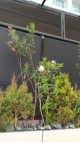 oleander