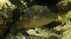 Canthigaster petersii