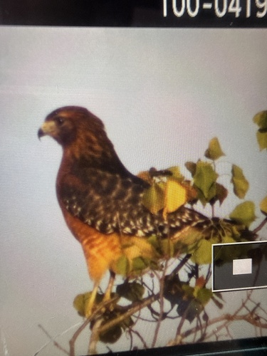 Red-shouldered Hawk
