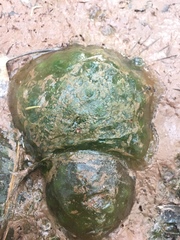 Oophila amblystomatis