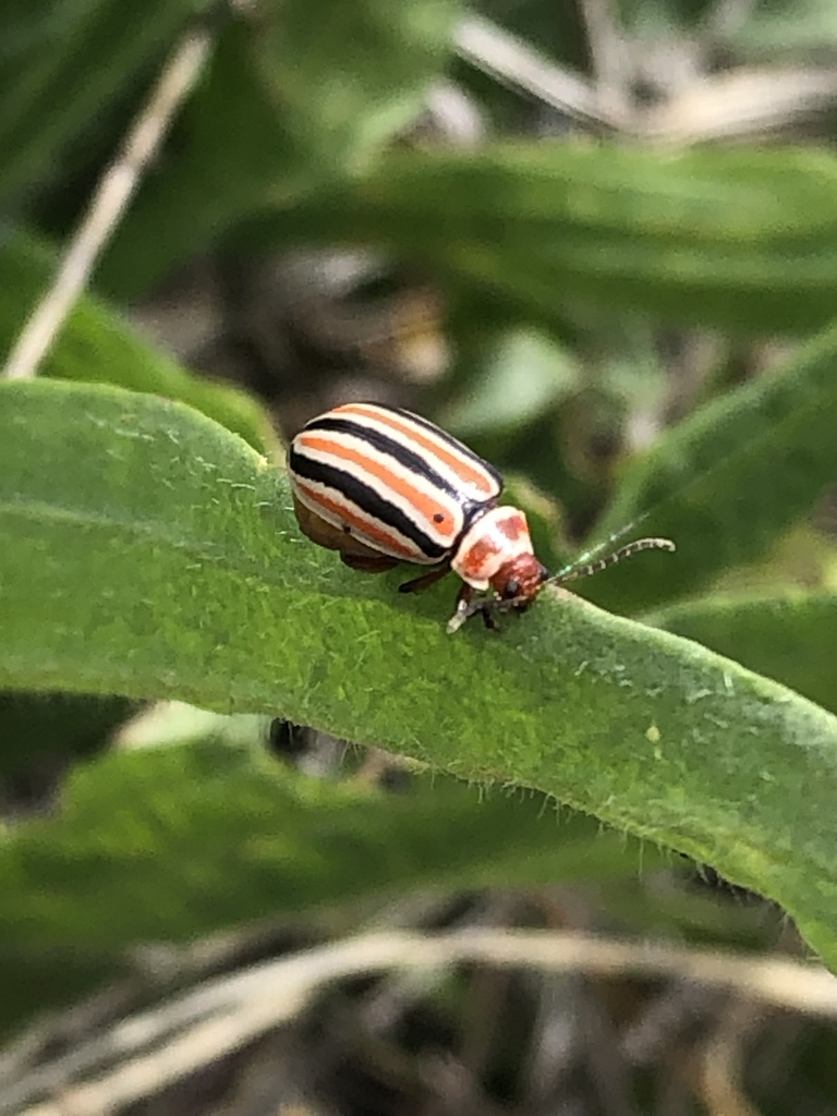 Kuschelina barberi