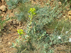 Euphorbia glareosa