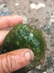 Oophila amblystomatis