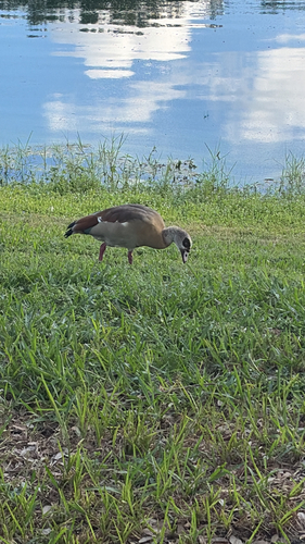 Egyptian Goose
